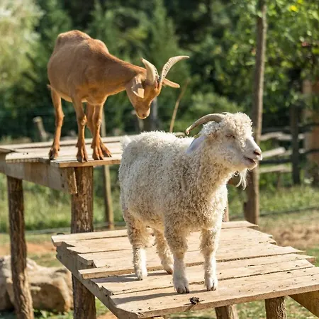 Campingplatz Mobil Home, Animaux Ok - 8 Pers. - Api-1-52-2419